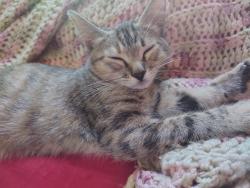 Lost Female Cat last seen 4th & Euclid, National City, CA 91950