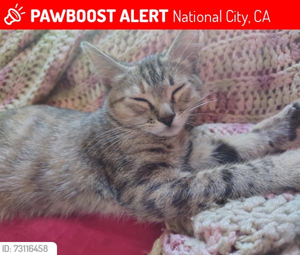 Lost Female Cat last seen 4th & Euclid, National City, CA 91950