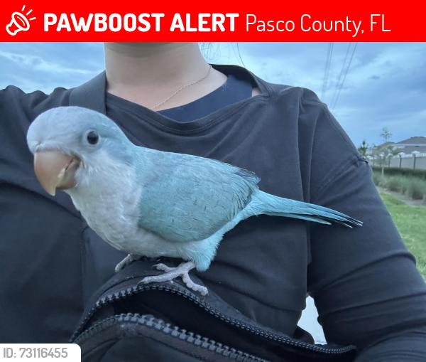 Lost Female Bird last seen Epperson lagoon, Pasco County, FL 33545