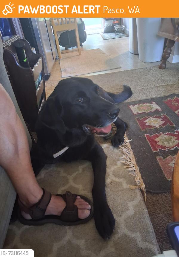 Found/Stray Male Dog last seen Hwy 395, Pasco, WA 99301