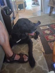 Found/Stray Male Dog last seen Hwy 395, Pasco, WA 99301