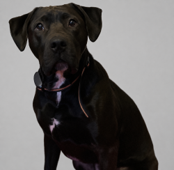 Reunited Male Dog last seen Near Summer Walk Ct, West Columbia, SC 29170, USA, West Columbia, SC 29170