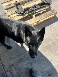 Reunited Male Dog last seen Cherry Ave, Fontana, CA 92335