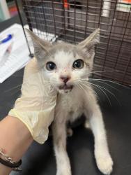 Shelter Stray Male Cat last seen Bexar County, 3353 Morningside Dr, New Braunfels, TX 78132, USA