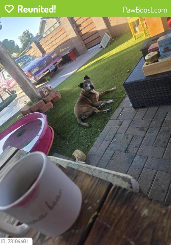 Reunited Male Dog last seen Carey and Eastern area, Las Vegas, NV 89030