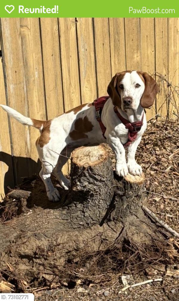 Reunited Male Dog last seen 56th ave olive st commerce city, Commerce City, CO 80022