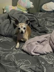 Reunited Male Dog last seen Near E Palmcroft Dr, Tempe, AZ 85282, USA, Tempe, AZ 85282