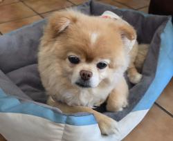Lost Male Dog last seen Manzana Way and Deep Dell, San Diego, CA 92139
