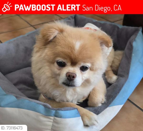 Lost Male Dog last seen Manzana Way and Deep Dell, San Diego, CA 92139