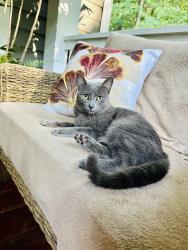 Lost Female Cat last seen Crown mountain, Dahlonega, GA 30533