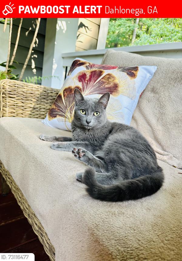 Lost Female Cat last seen Crown mountain, Dahlonega, GA 30533
