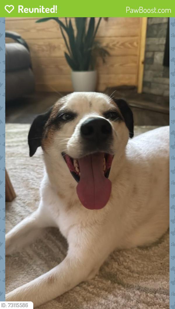 Reunited Male Dog last seen Mitchel Cove, Hiawassee, GA 30546
