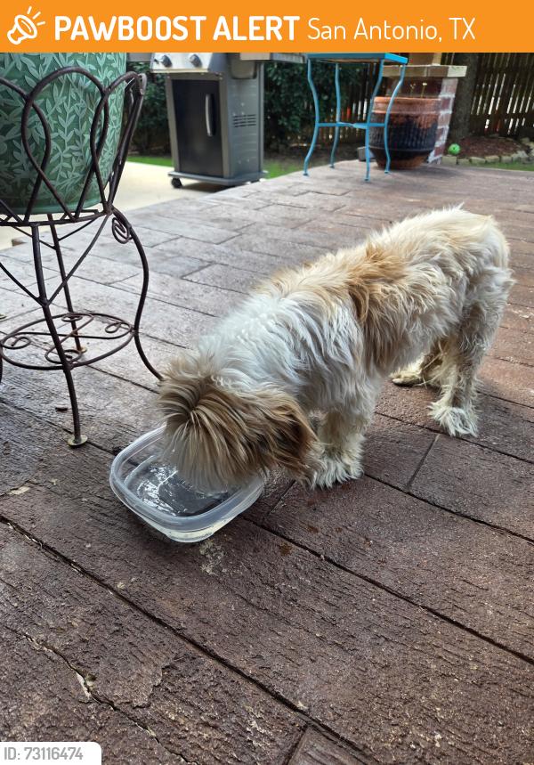 Found/Stray Male Dog last seen Alamo ranch in San Antonio, San Antonio, TX 78253