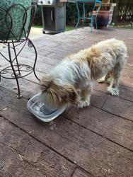 Found/Stray Male Dog last seen Alamo ranch in San Antonio, San Antonio, TX 78253