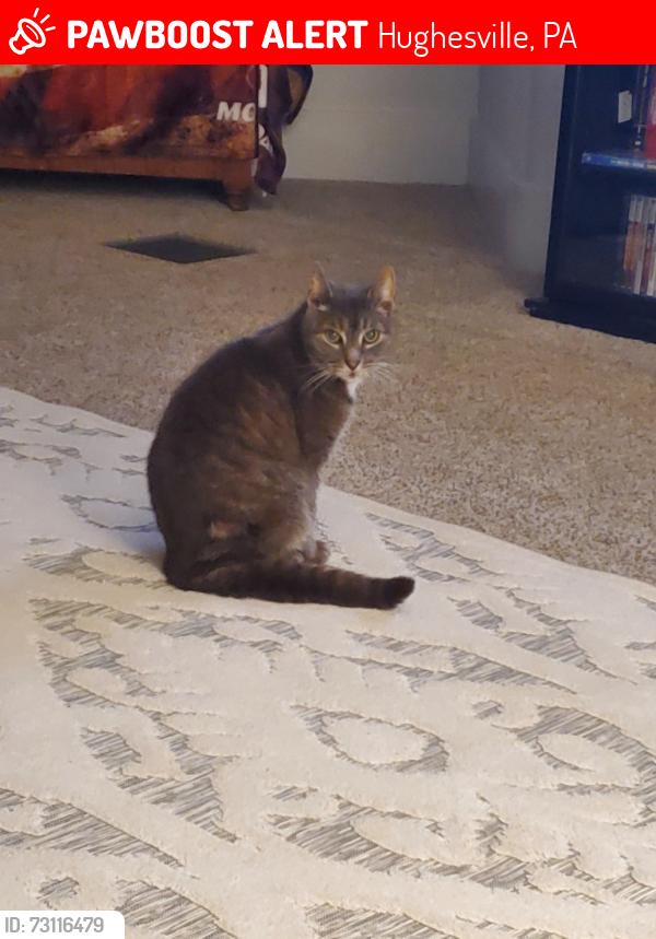 Lost Male Cat last seen North 3rd St and Walnut St, Hughesville, PA 17737