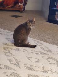 Lost Male Cat last seen North 3rd St and Walnut St, Hughesville, PA 17737