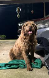 Found/Stray Male Dog last seen Allgood/Oneonta, Oneonta, AL 35121