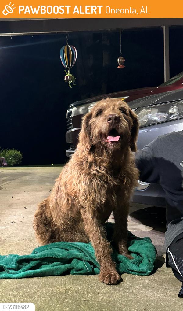 Found/Stray Male Dog last seen Allgood/Oneonta, Oneonta, AL 35121
