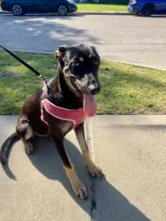 Found/Stray Female Dog last seen Albertsons parking lot, Mesquite, TX 75149