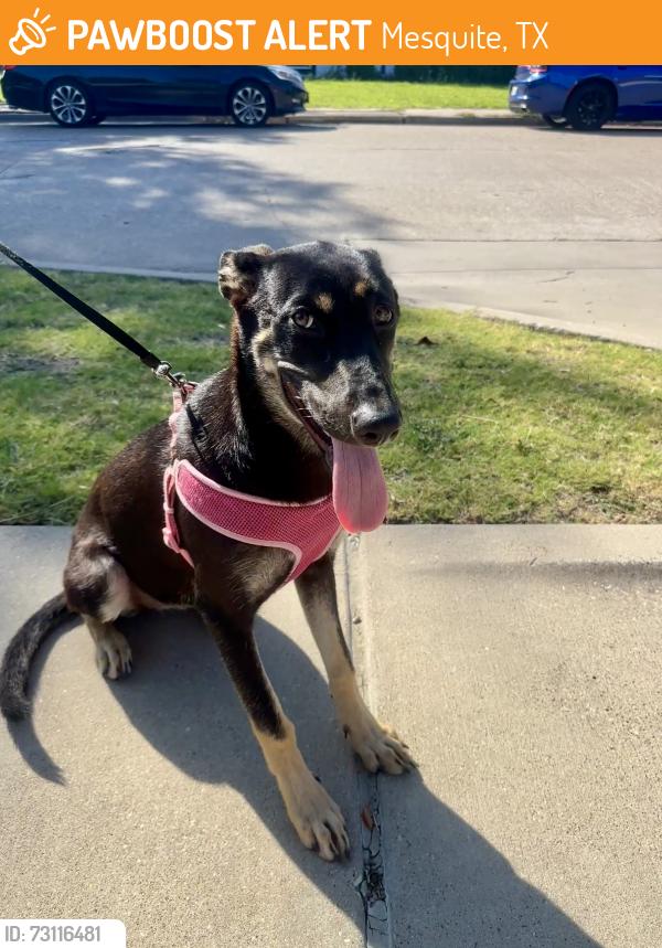 Found/Stray Female Dog last seen Albertsons parking lot, Mesquite, TX 75149
