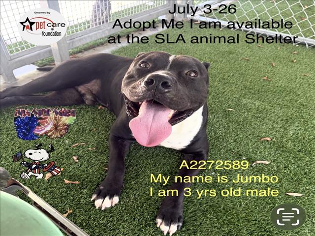 Shelter Stray Male Dog last seen , 1850 W 60th St, Los Angeles, CA 90047, USA