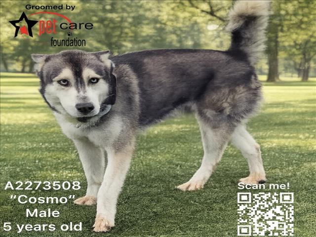 Shelter Stray Male Dog last seen , 1850 W 60th St, Los Angeles, CA 90047, USA