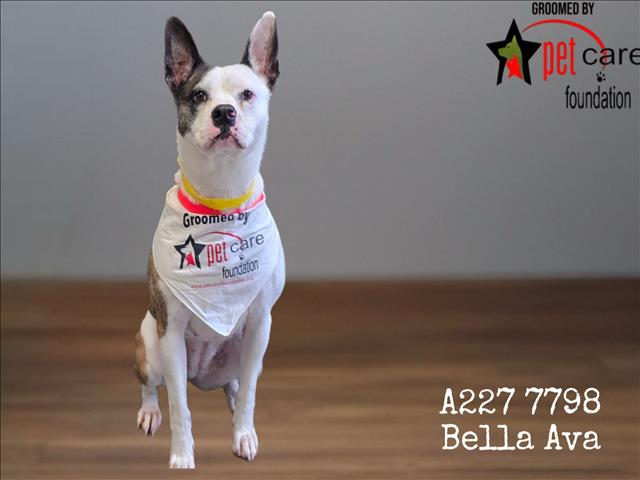 Shelter Stray Female Dog last seen , 1850 W 60th St, Los Angeles, CA 90047, USA