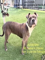 Shelter Stray Female Dog last seen , 1850 W 60th St, Los Angeles, CA 90047, USA
