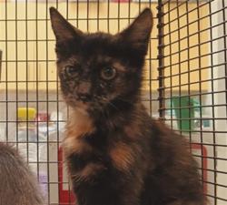 Shelter Stray Female Cat last seen , 1850 W 60th St, Los Angeles, CA 90047, USA