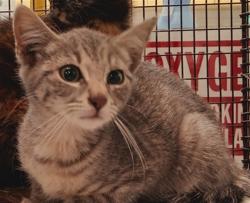 Shelter Stray Female Cat last seen , 1850 W 60th St, Los Angeles, CA 90047, USA