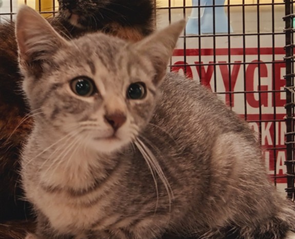 Shelter Stray Female Cat last seen , 1850 W 60th St, Los Angeles, CA 90047, USA