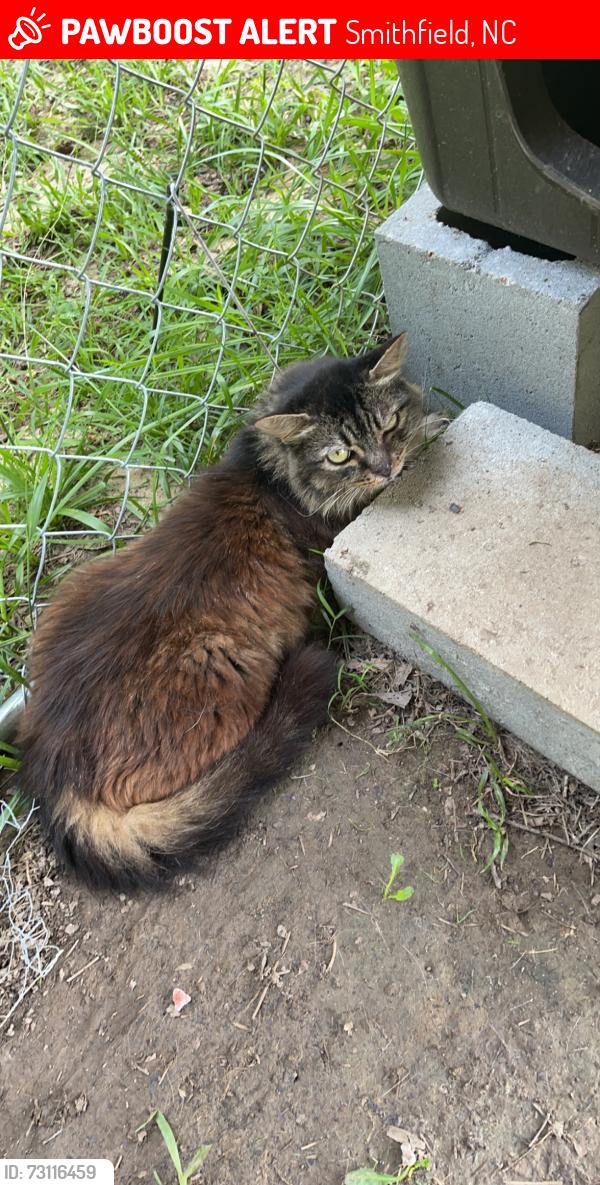 Lost Female Cat last seen Wilson’s Mills Rd and Sunrise Ave, Smithfield, NC 27577