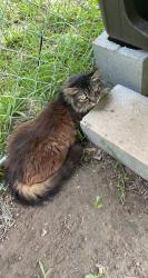 Lost Female Cat last seen Wilson’s Mills Rd and Sunrise Ave, Smithfield, NC 27577