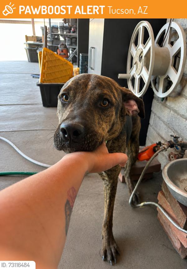 Found/Stray Male Dog last seen Acadia and Santa Clara, Tucson, AZ 85706