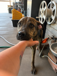 Found/Stray Male Dog last seen Acadia and Santa Clara, Tucson, AZ 85706