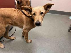 Shelter Stray Male Dog last seen , 5821 Sweetwater Rd, Bonita, CA 91902, USA