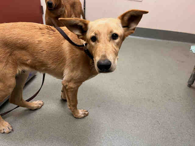 Shelter Stray Male Dog last seen , 5821 Sweetwater Rd, Bonita, CA 91902, USA