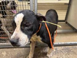 Shelter Stray Female Dog last seen WILLOW RD, 5821 Sweetwater Rd, Bonita, CA 91902, USA