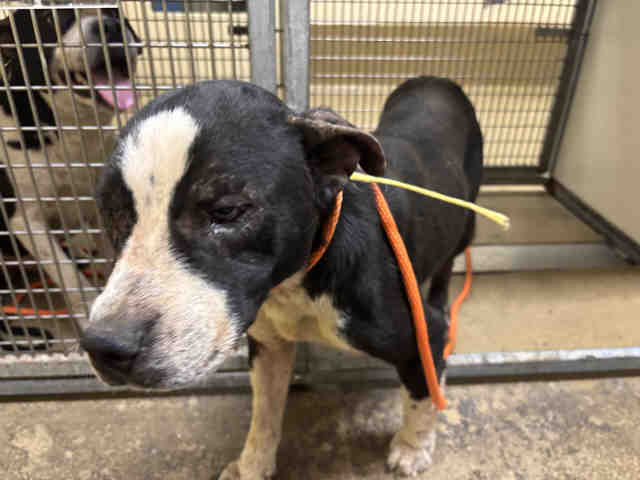Shelter Stray Female Dog last seen WILLOW RD, 5821 Sweetwater Rd, Bonita, CA 91902, USA