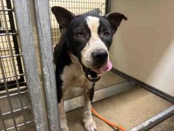 Shelter Stray Male Dog last seen WILLOW RD, 5821 Sweetwater Rd, Bonita, CA 91902, USA