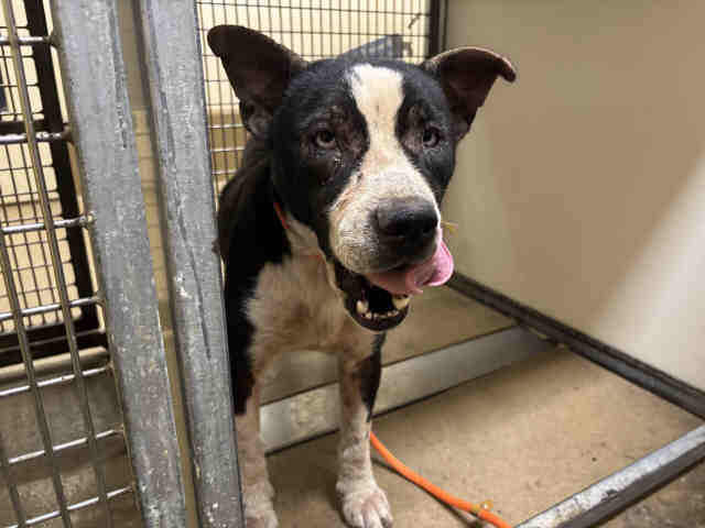 Shelter Stray Male Dog last seen WILLOW RD, 5821 Sweetwater Rd, Bonita, CA 91902, USA