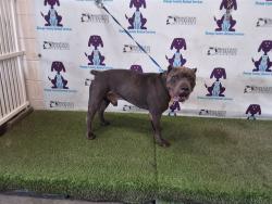 Shelter Stray Male Dog last seen , 2769 Conroy Rd, Orlando, FL 32839, USA