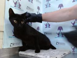 Shelter Stray Female Cat last seen , 2769 Conroy Rd, Orlando, FL 32839, USA