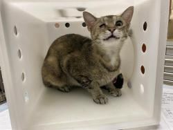 Shelter Stray Female Cat last seen Near BLOCK N 22ND ST, 3839 W Burnham St, West Milwaukee, WI 53215, USA
