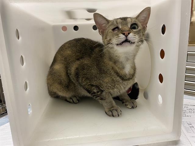 Shelter Stray Female Cat last seen Near BLOCK N 22ND ST, 3839 W Burnham St, West Milwaukee, WI 53215, USA
