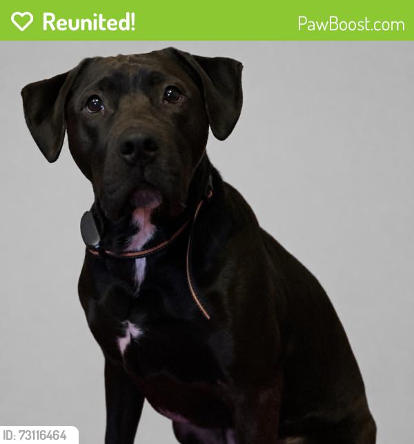 Reunited Male Dog last seen Near Summer Walk Ct, West Columbia, SC 29170, USA, West Columbia, SC 29170