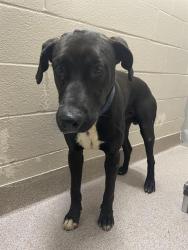Shelter Stray Male Dog last seen OAK GROVE RD, 1601 Airport Rd, Shelby, NC 28150, USA