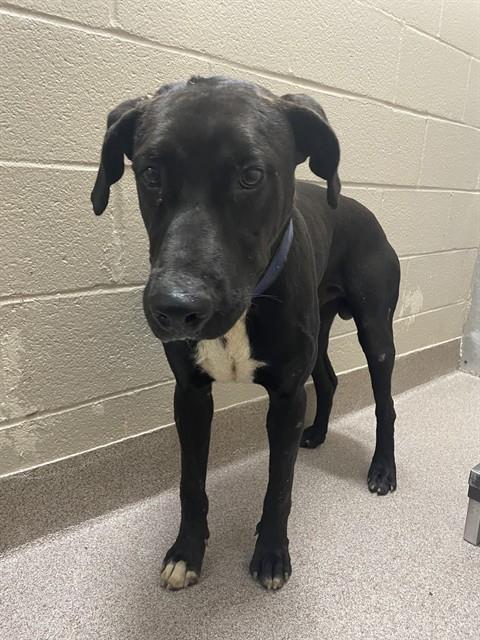 Shelter Stray Male Dog last seen OAK GROVE RD, 1601 Airport Rd, Shelby, NC 28150, USA