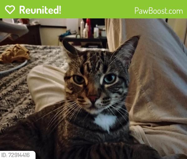 Reunited Male Cat last seen River road Wilmington, Wilmington, NC 28412