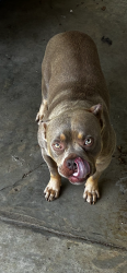 Found/Stray Male Dog last seen Near juniper rd, Little Rock, AR 72209